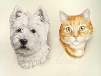 Westie Scotty et chat roux Fripon dessins en portrait